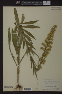 Solidago uliginosa image