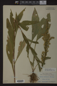 Solidago uliginosa image