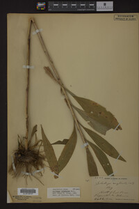 Solidago uliginosa image