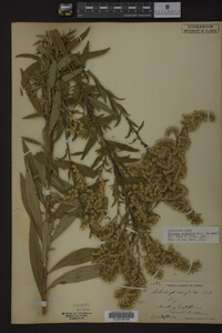Solidago uliginosa image