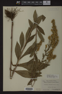 Solidago uliginosa image