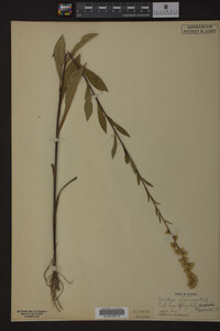 Solidago uliginosa image