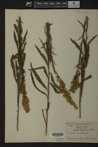 Solidago uliginosa image