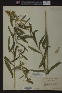 Solidago uliginosa image