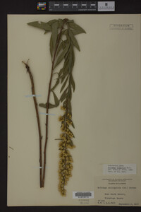 Solidago uliginosa image