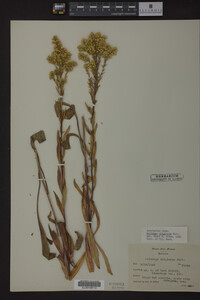 Solidago uliginosa image