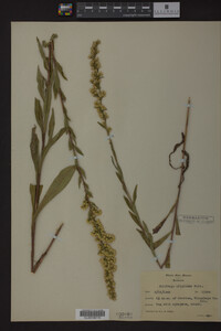 Solidago uliginosa image