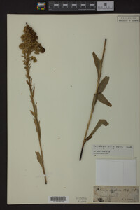 Solidago uliginosa image