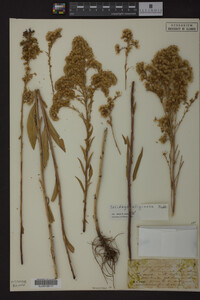 Solidago uliginosa image