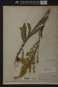 Solidago uliginosa image