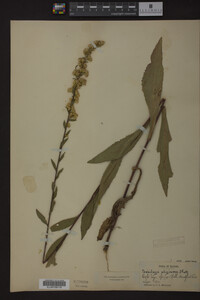 Solidago uliginosa image