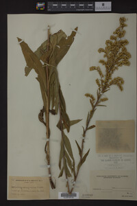 Solidago uliginosa image
