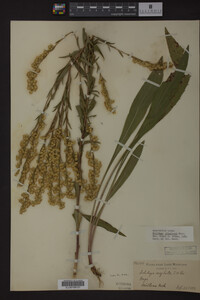 Solidago uliginosa image