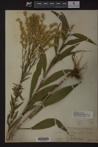 Solidago uliginosa image