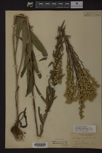 Solidago uliginosa image