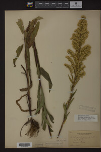 Solidago uliginosa image