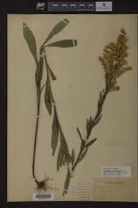 Solidago uliginosa image