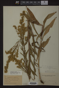 Solidago uliginosa image