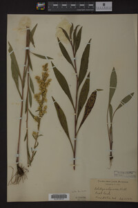 Solidago uliginosa image