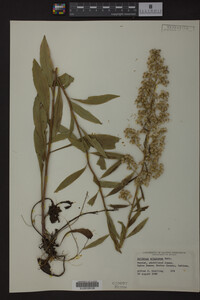 Solidago uliginosa image