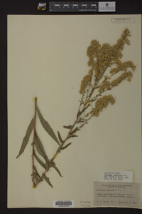 Solidago uliginosa image