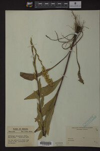 Solidago uliginosa image