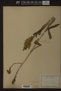 Solidago uliginosa image