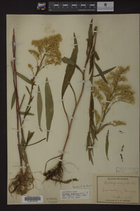 Solidago uliginosa image