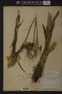 Solidago uliginosa image