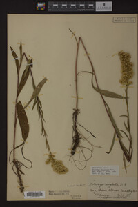 Solidago uliginosa image