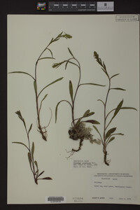 Solidago uliginosa image