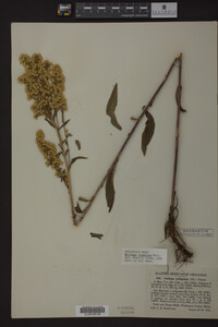 Solidago uliginosa image