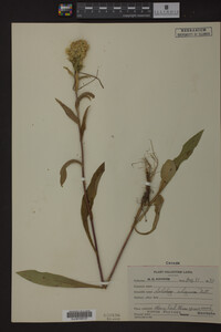 Solidago uliginosa image