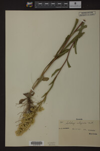 Solidago uliginosa image