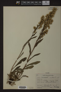 Solidago uliginosa image