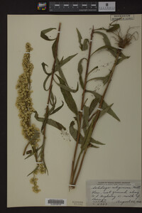 Solidago uliginosa image