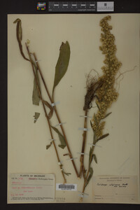 Solidago uliginosa image