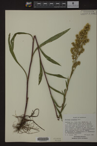 Solidago uliginosa image