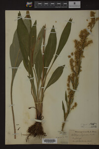 Solidago uliginosa image