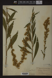 Solidago uliginosa image