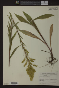 Solidago uliginosa image