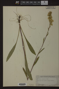 Solidago uliginosa image