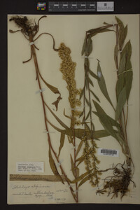 Solidago uliginosa image