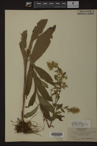 Solidago uliginosa image