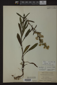 Solidago uliginosa image