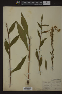 Solidago uliginosa image