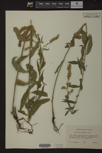 Solidago ulmifolia image