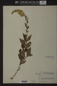 Solidago ulmifolia image