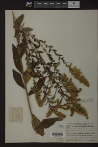Solidago ulmifolia image