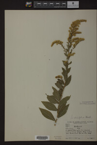 Solidago ulmifolia image